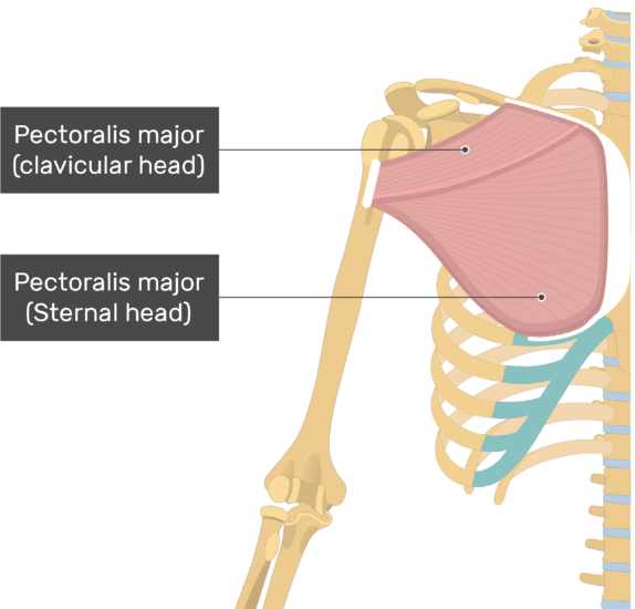 An image showing the 2 heads of the Pectoralis major muclse (Clavicular and Sternal heads) attached to the upper limb