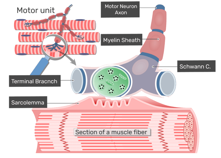 neuromuscular junction motor neuron