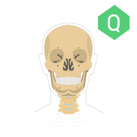 Anterior view of the skull with a Quiz icon.