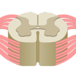 Spinal cord with anterior and posterior nerve roots from an anterior perspective.
