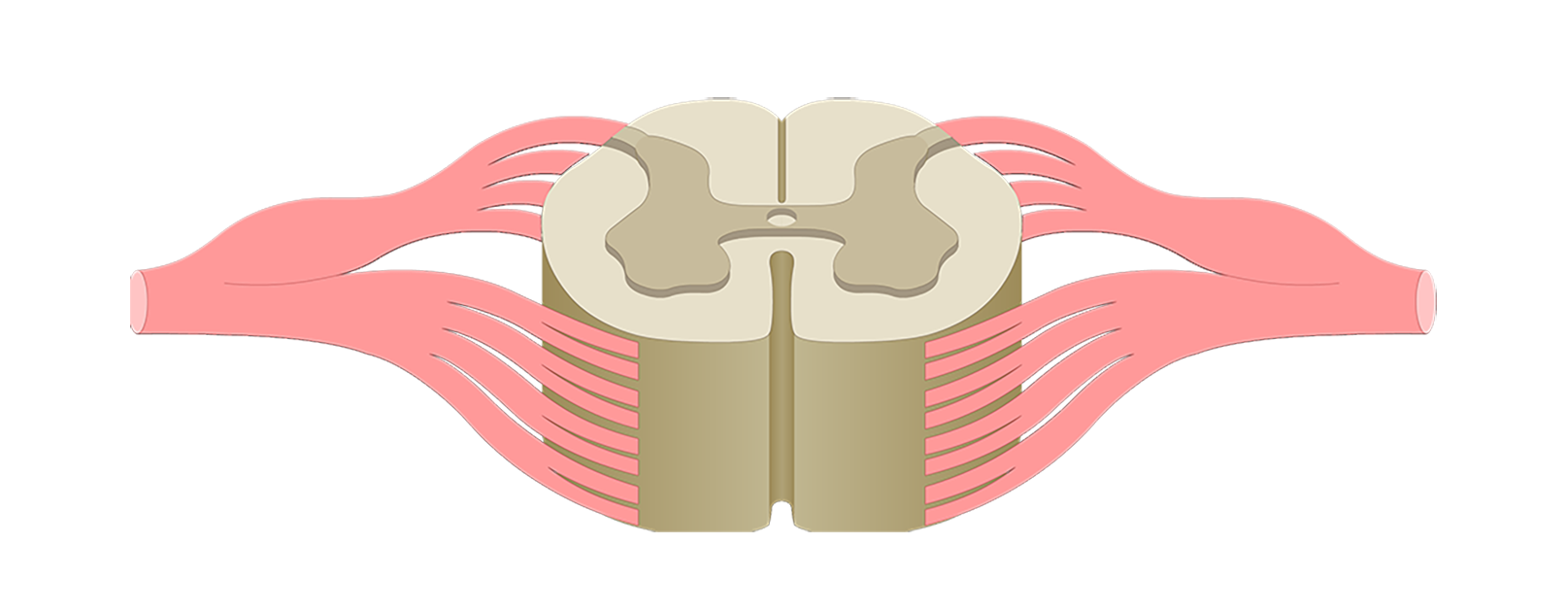 Spinal Cord Quiz: Cross-Sectional Anatomy