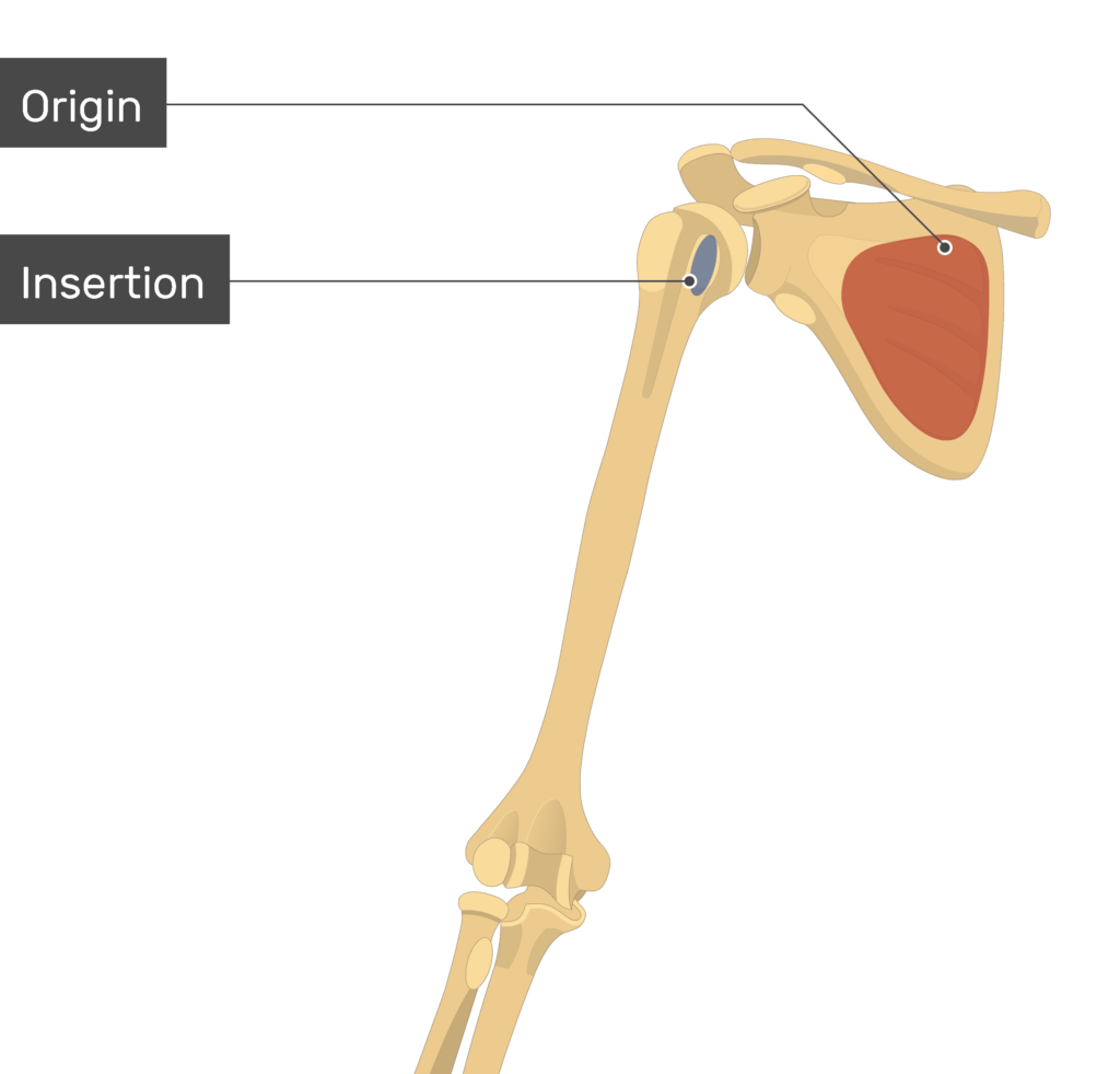 Subscapularis insertion on sale