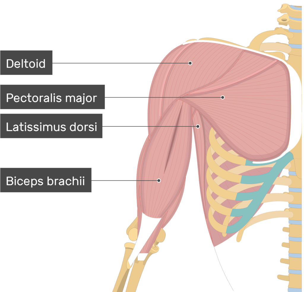 Subscapularis Muscle Attachments Action Innervation