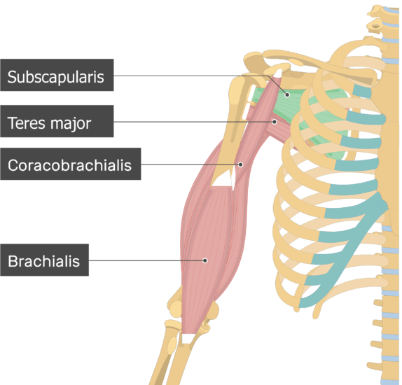 Subscapularis Muscle - Attachments, Action & Innervation | GetBodySmart
