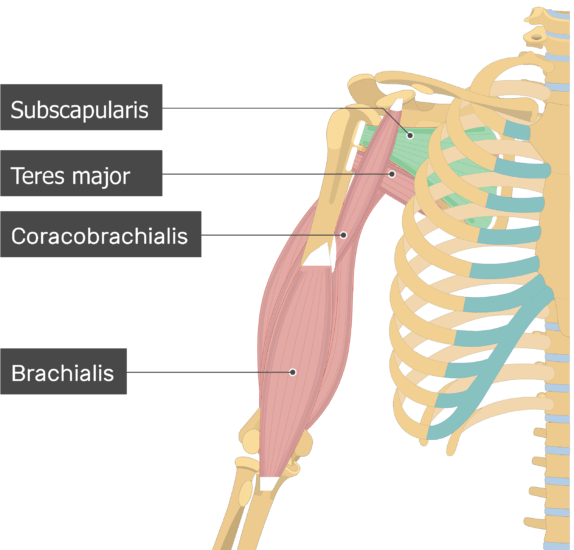 Subscapularis