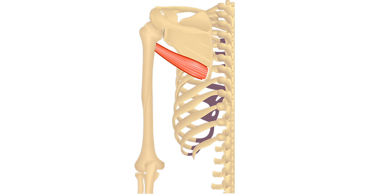 Teres Major Muscle Attachments Action Innervation