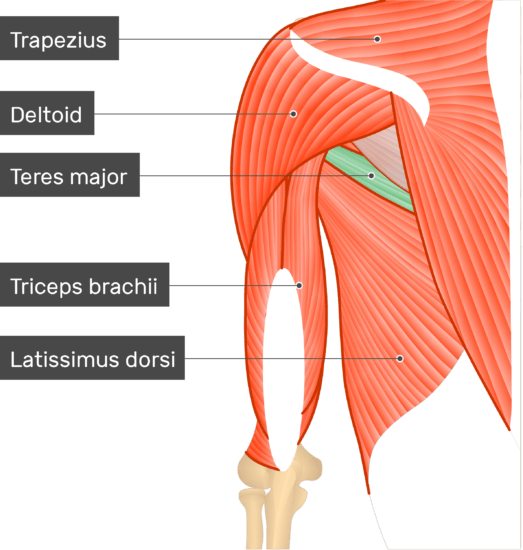 Teres Major Muscle - Attachments, Action & Innervation