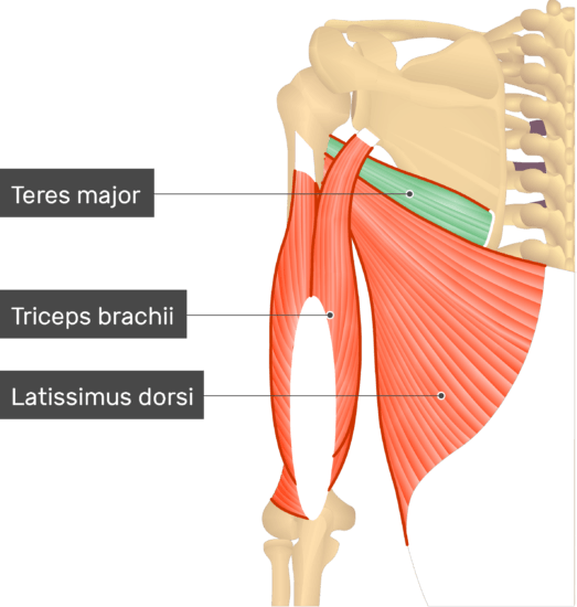 Teres Major Muscle - Attachments, Action & Innervation