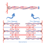 A sarcomere with a thin filament magnified