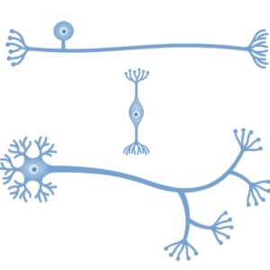 nerves-1An image showing the basic neuron types: unipolar (top), bipolar (middle), multipolar (bottom)