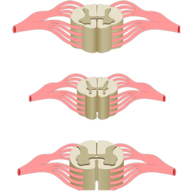 Spinal cord with anterior and posterior nerve roots from an anterior perspective.
