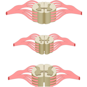 Spinal cord with anterior and posterior nerve roots from an anterior perspective.
