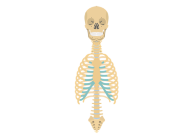 Anterior view of the axial skeleton (skull, thorax and vertebrae)