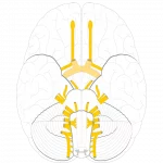 Cranial nerves - Inferior view