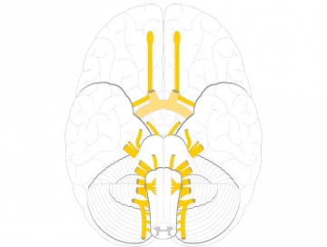 Cranial nerves - Inferior view