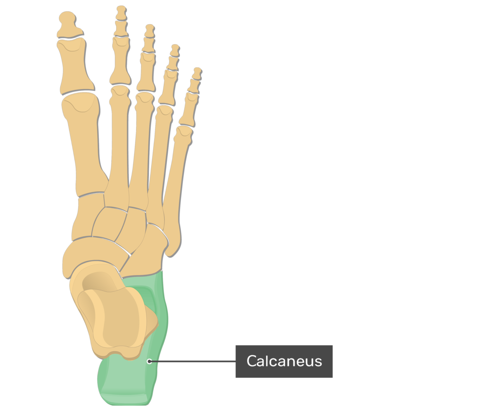 labeled tarsals