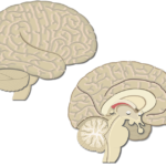 Lateral and sagittal sections of the brain showing the cerebrum, cerebellum and the brain stem