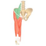 An illustration showing an anterior view of the hip girdle muscles and the Iliopsoas muscle is highlighted with green