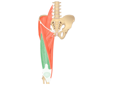 An illustration showing anterior thigh muscles with Quadriceps Muscle highlighted with green