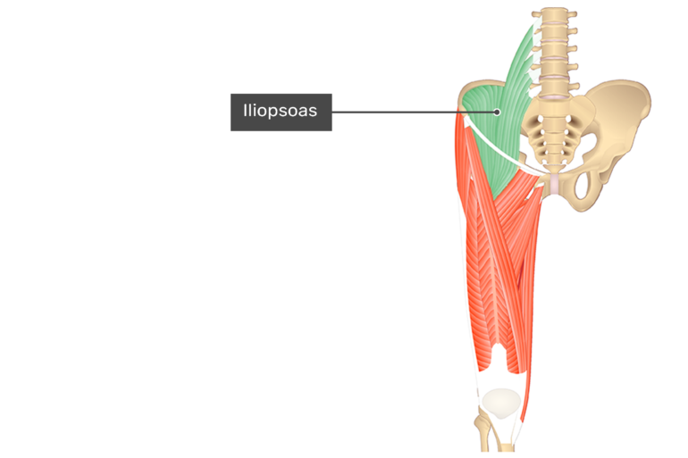 Muscles of the leg labeling quiz