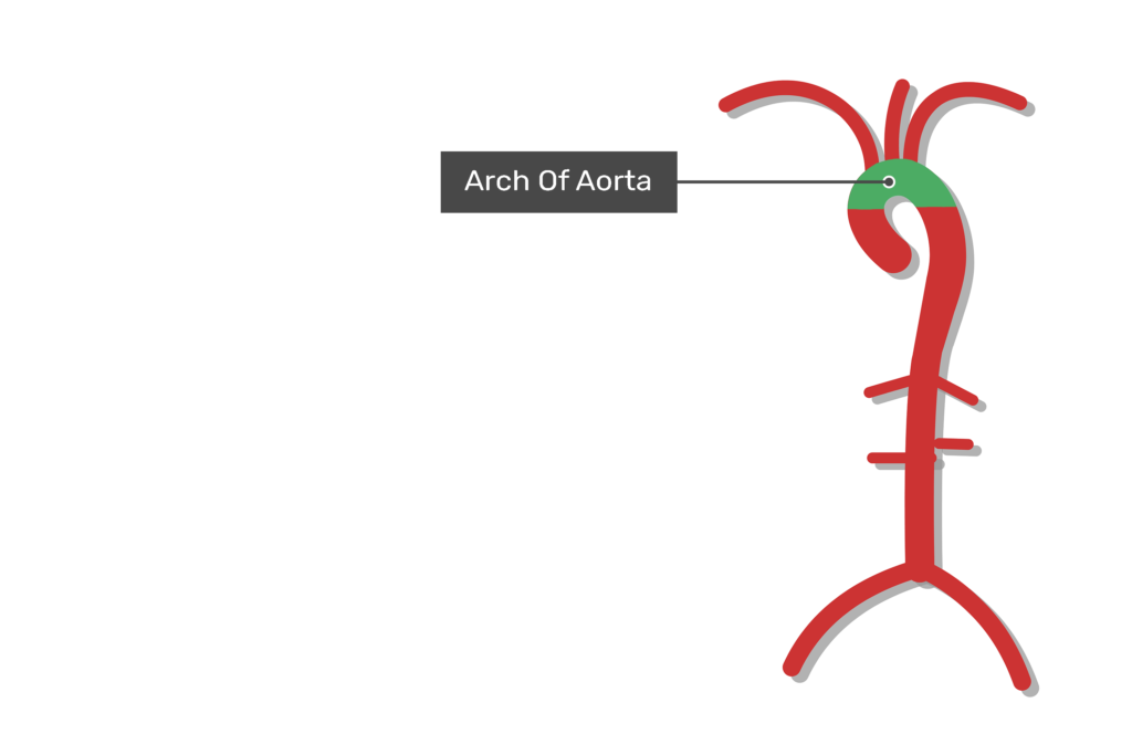 transverse arch aorta