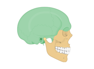 Lateral view of the skull showing the cranial bones highlighted with green