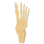 An illustration showing a superior view of foot bones