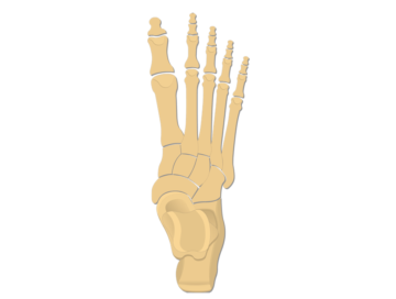 An illustration showing a superior view of foot bones