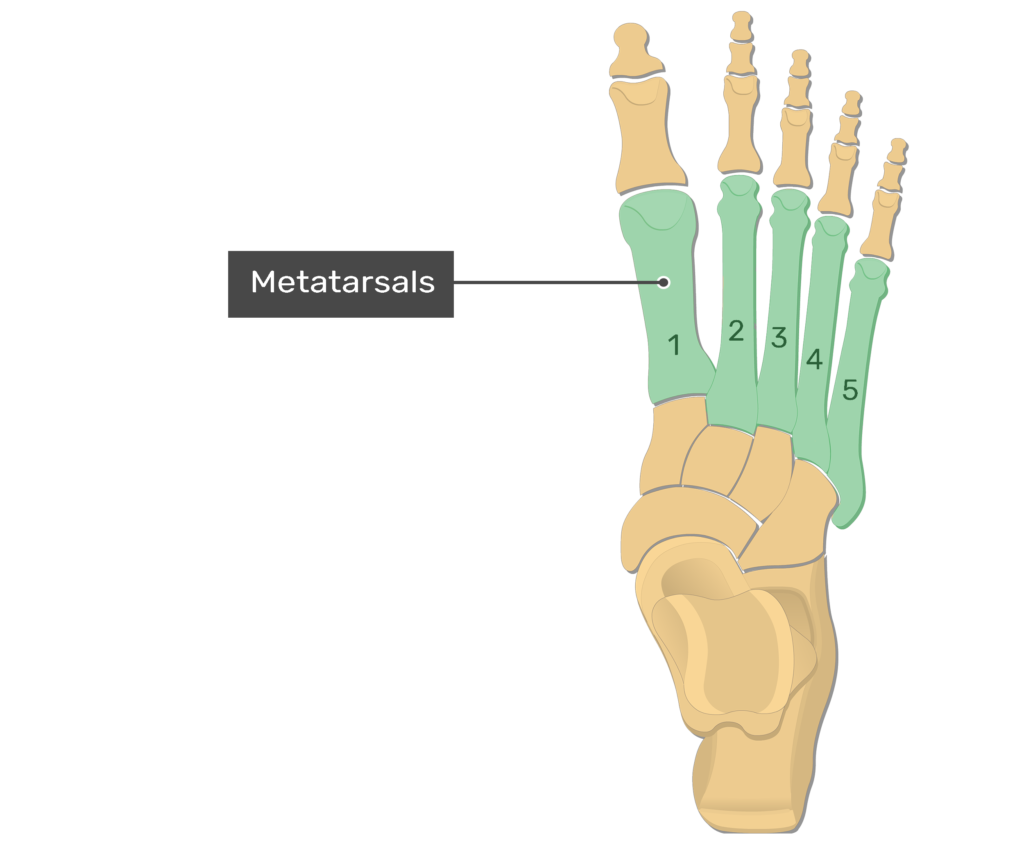 Foot Bones Anatomy GetBodySmart