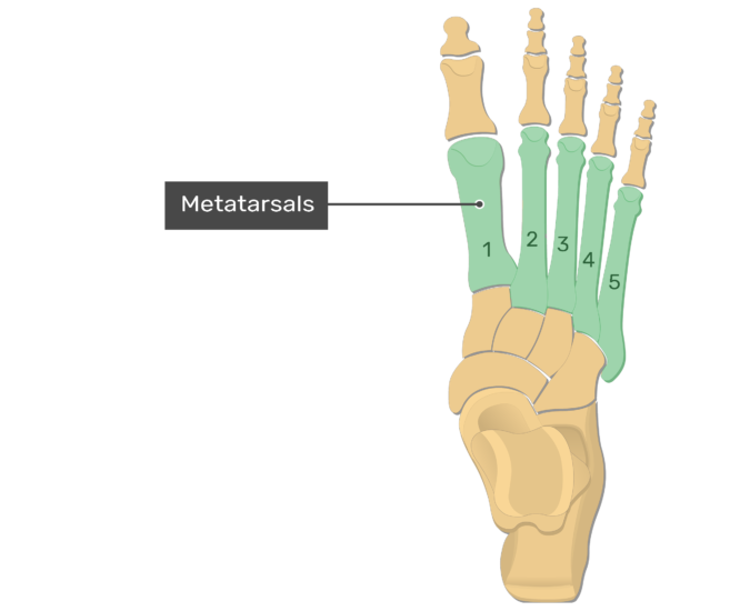 Foot Bones Anatomy GetBodySmart