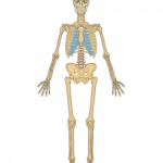 Anterior view on the skeleton
