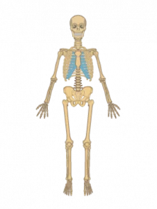 Anterior view on the skeleton