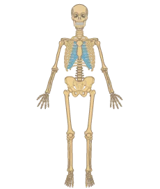 Anterior view on the skeleton