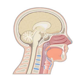 Sagittal view of the head and neck demonstrating pharynx anatomy