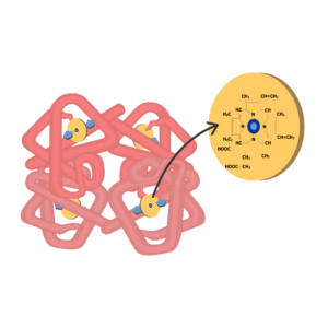 Hemoglobin molecule and the chemical structure of porphyrin