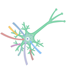 Multipolar neuron with nerve signals via its dendrites.