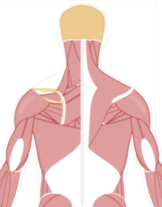 Posterior view of the occipital region of the skull, cervical and thoracic regions of the spinal column, upper arm, scapulae and the most superficial layer of the attached muscles (right) and some deep muscles (left).