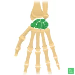 Carpal bones highlighted in green, as seen from an anterior (palmar) perspective of the hand.