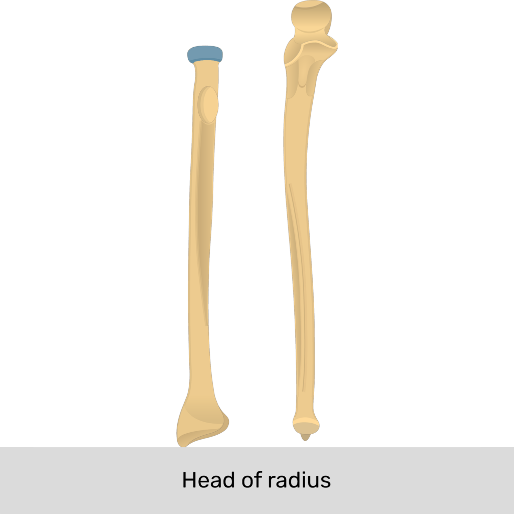 Radius and ulna Anatomy, landmarks, quiz GetBodySmart