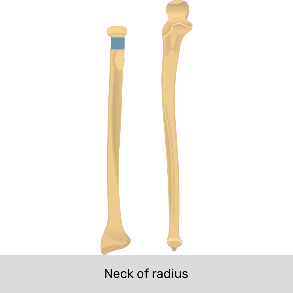 Radius and ulna Anatomy, landmarks, quiz GetBodySmart