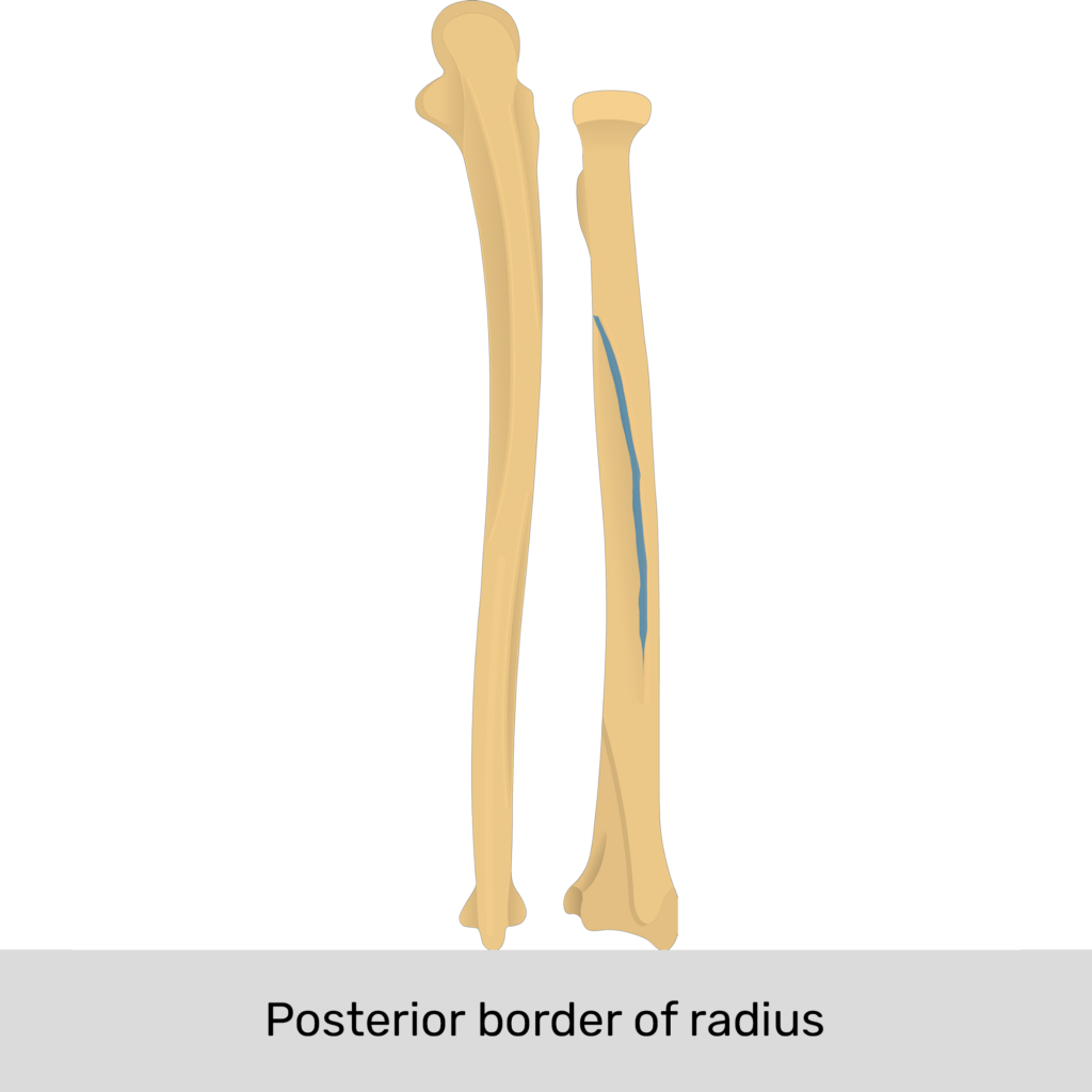 Radius and ulna Anatomy, landmarks, quiz GetBodySmart