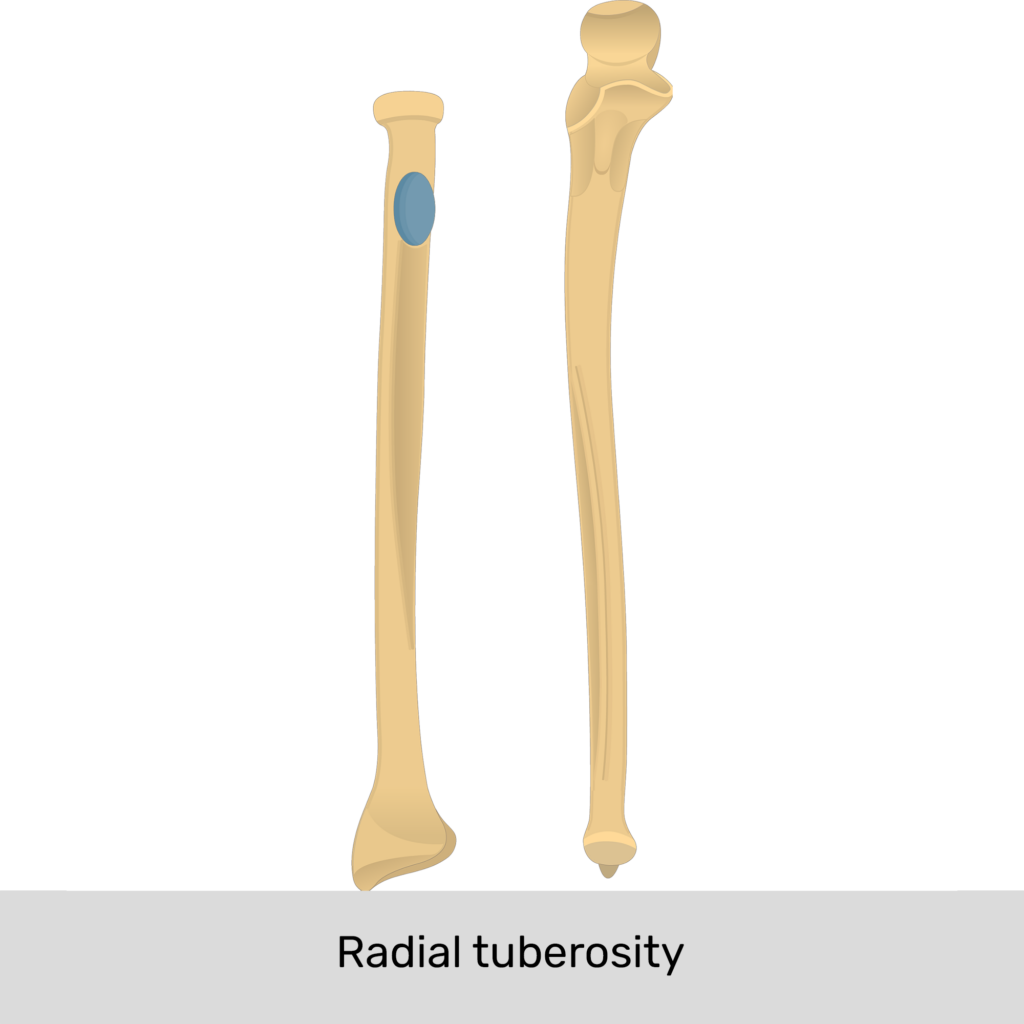 Radius and ulna: Anatomy, landmarks, quiz | GetBodySmart