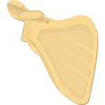 Scapula