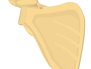 Scapula