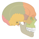 Skull (lateral view)
