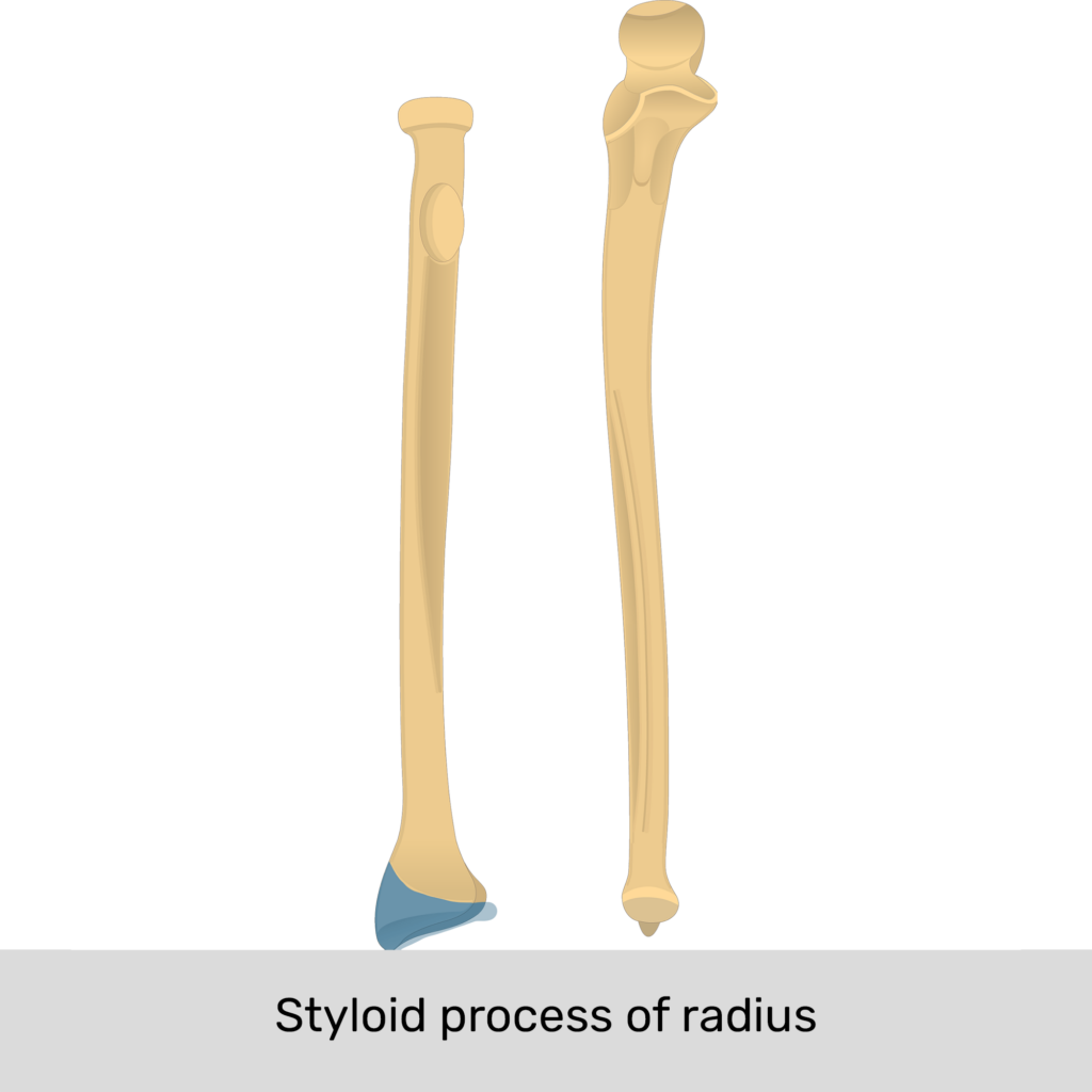 Radius Bone