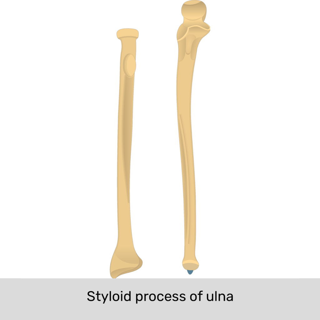 Styloid Process Of Ulna