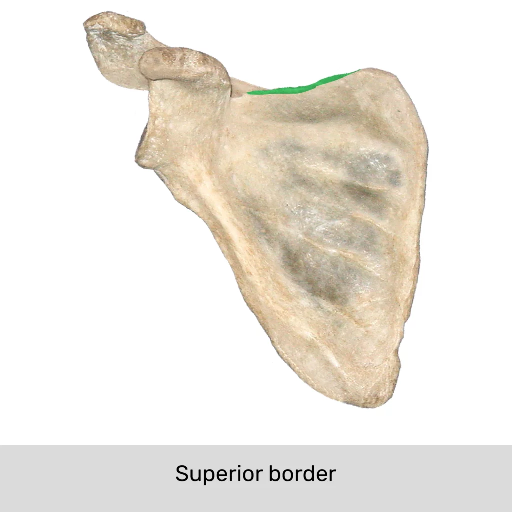 pectoral girdle bones and markings Diagram