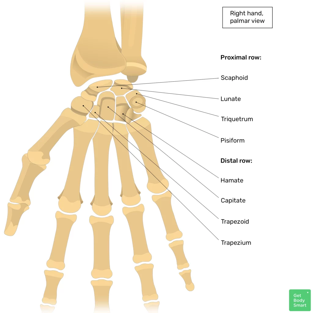Bone Anatomy Quiz