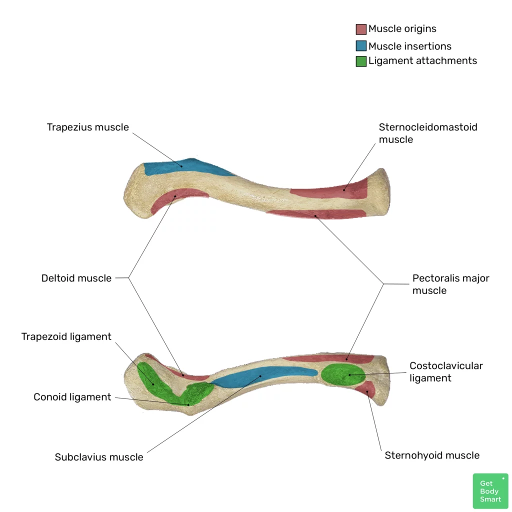 Clavicle: Anatomy, diagram, quiz | GetBodySmart